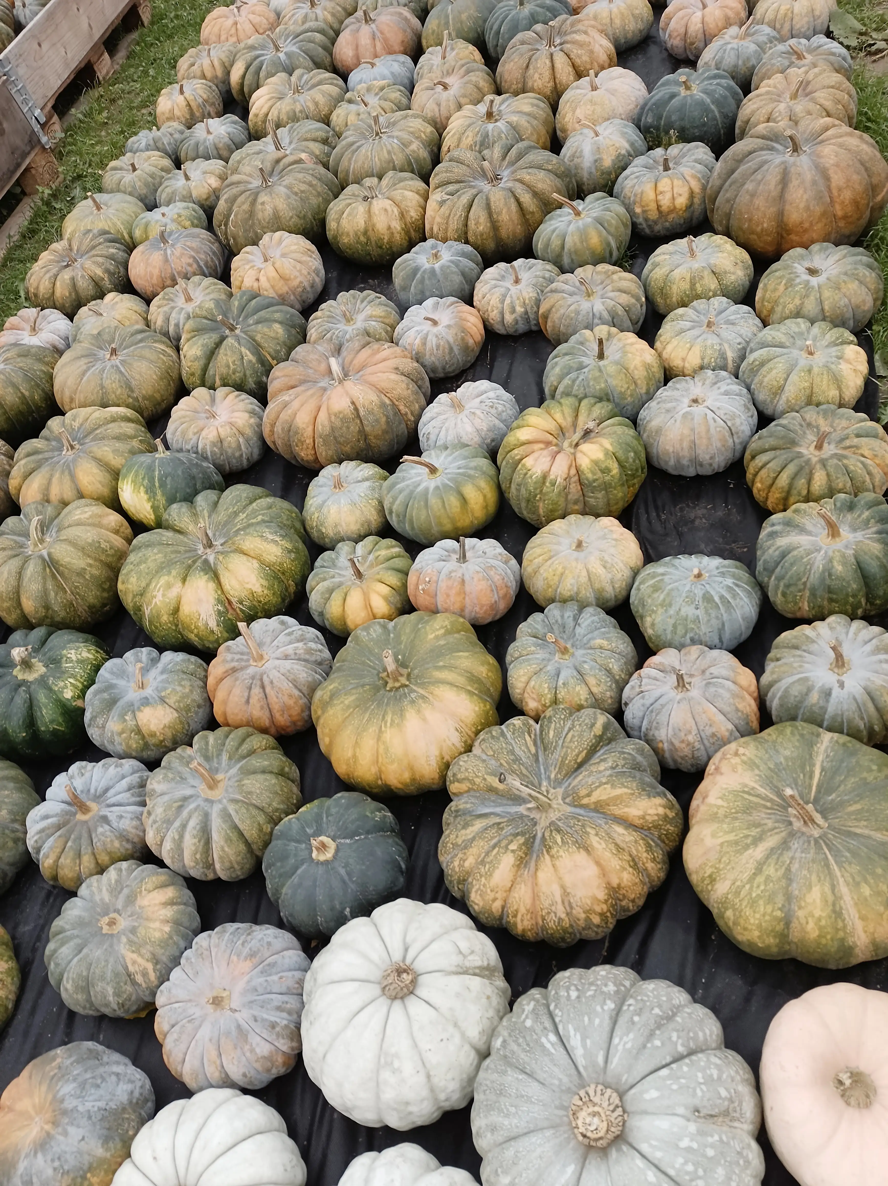 mini muskat kürbis mini muskat kürbis