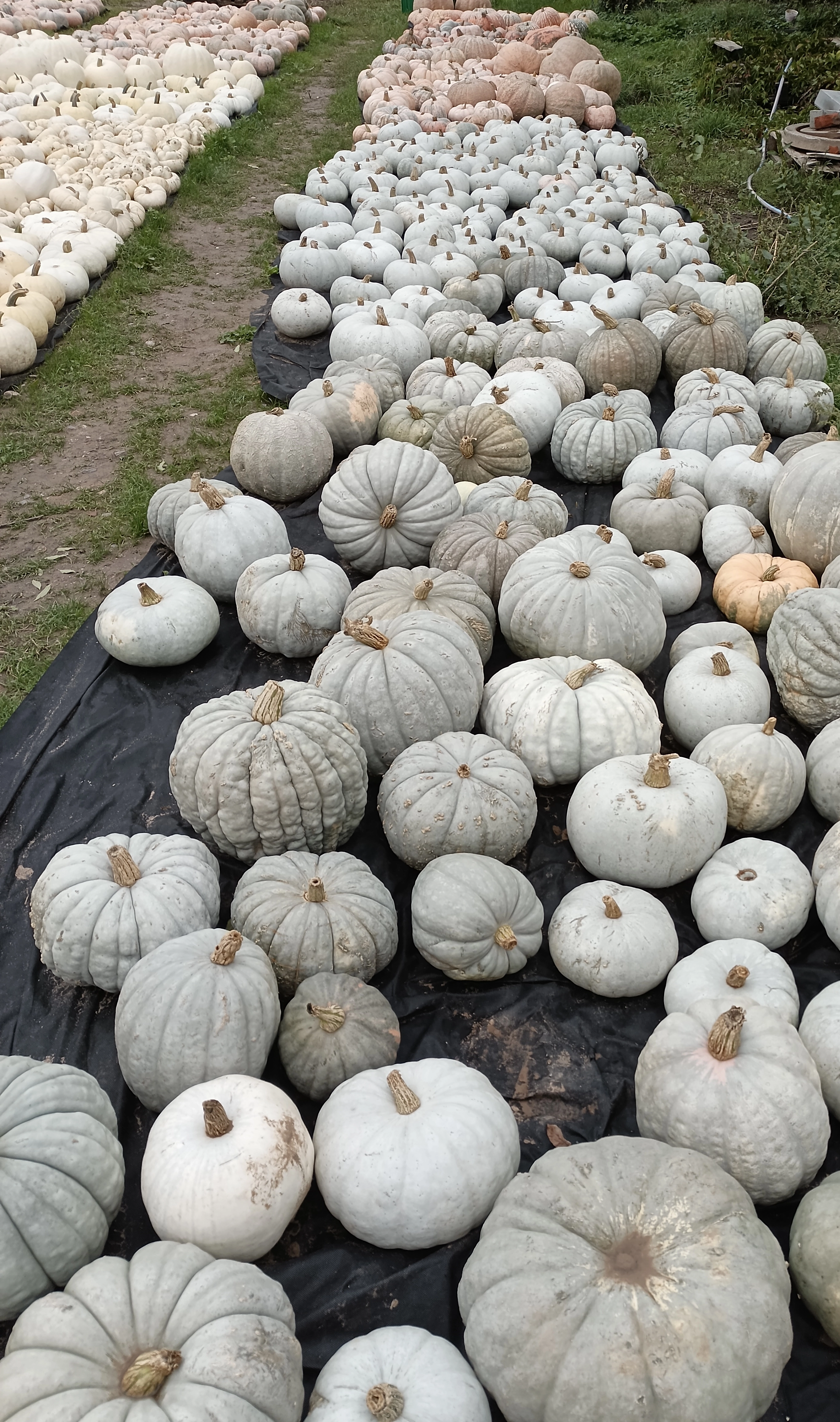 grau mini muskat kürbisse grau mini muskat kürbisse