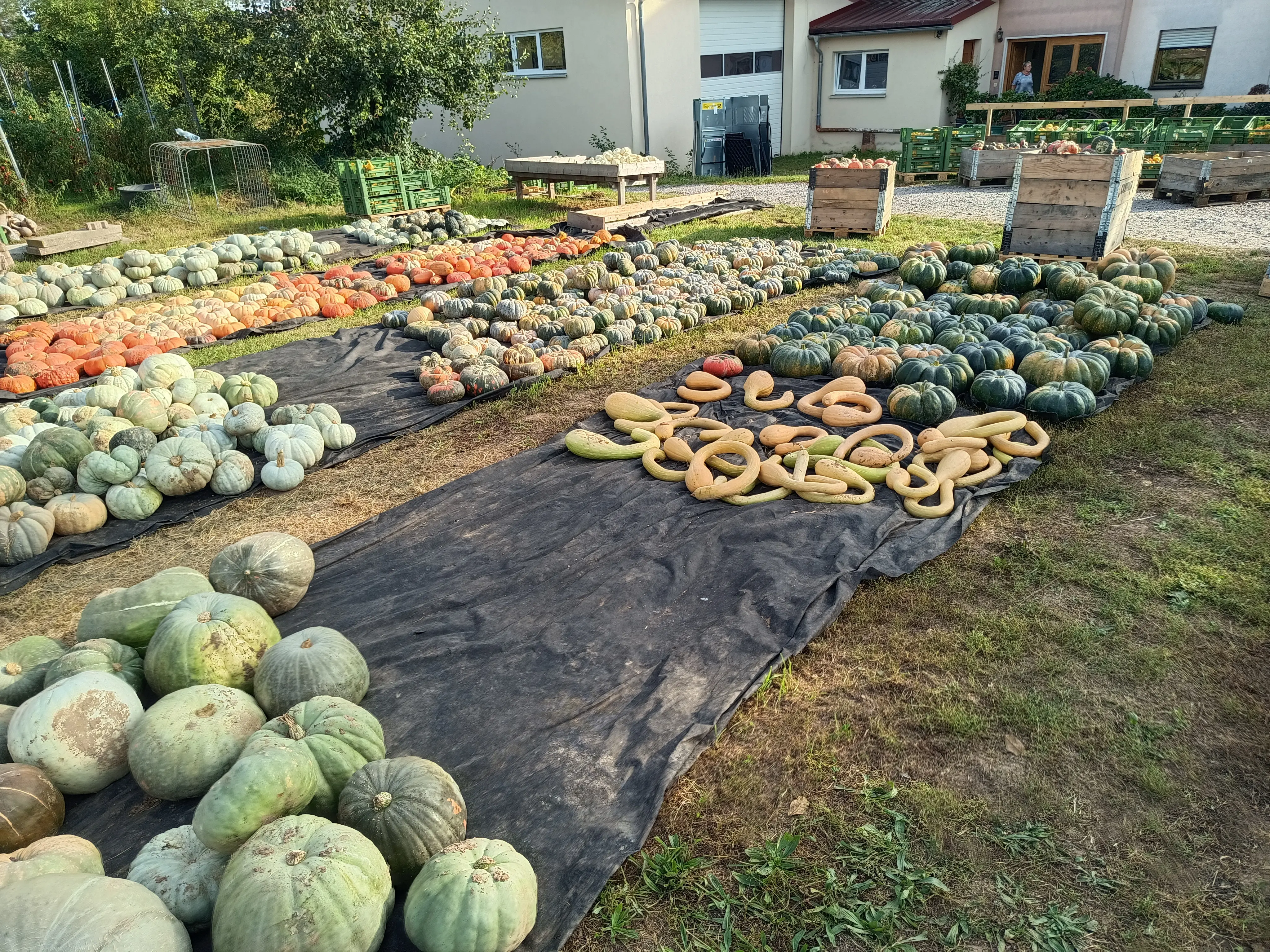 Kürbisübersicht Kürbisübersicht