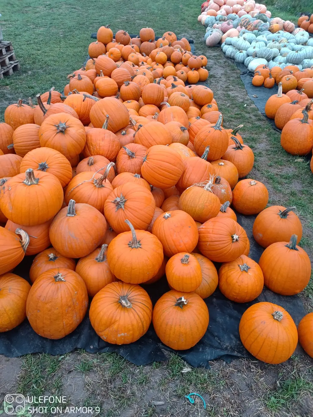 Halloweenkürbis haufen Halloweenkürbis haufen