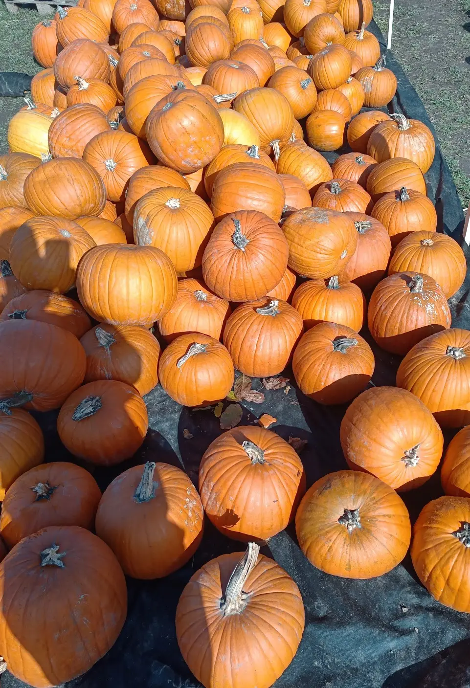 Halloween kürbis Halloween kürbis