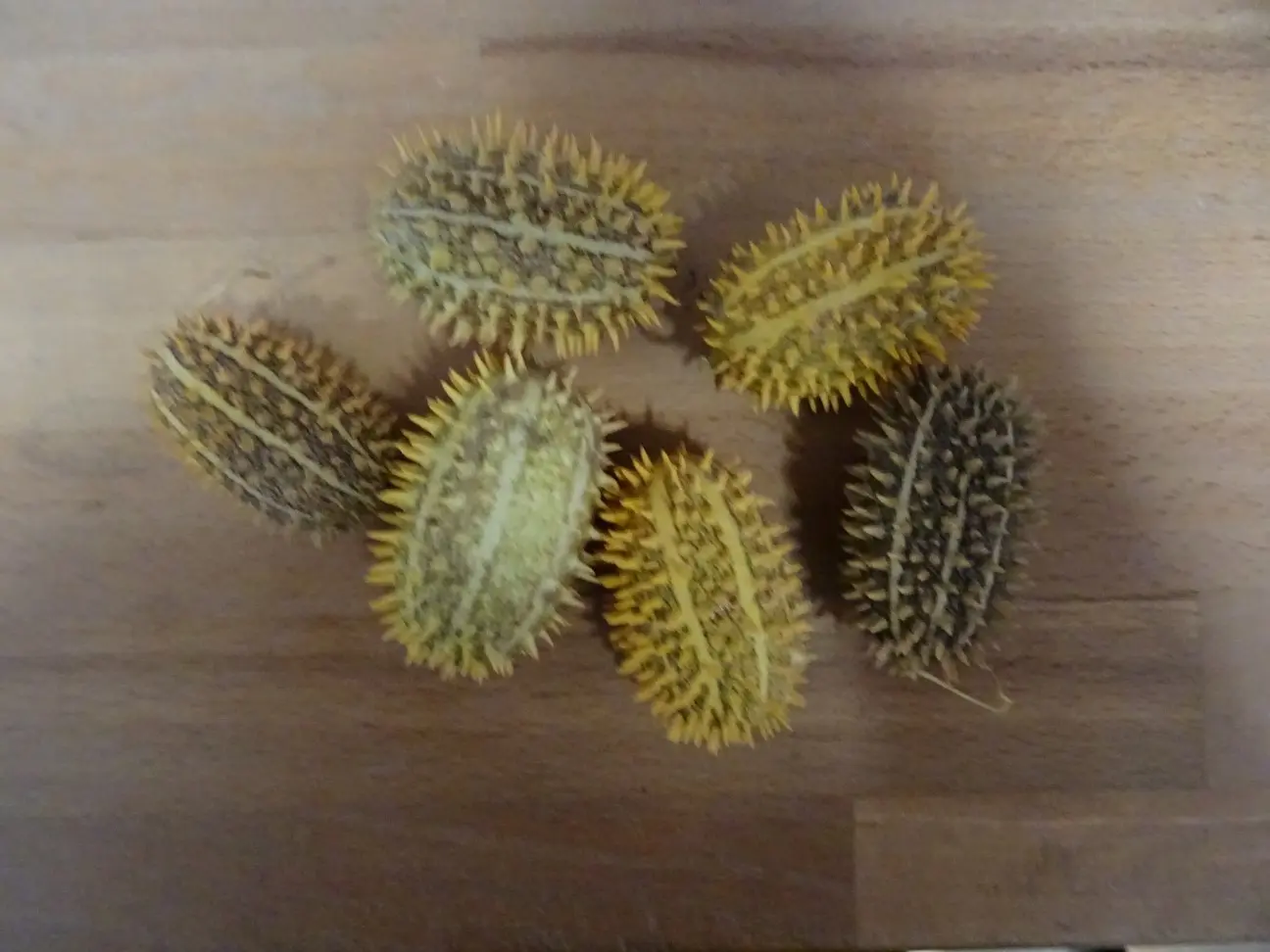 stachelgurken stachelgurken