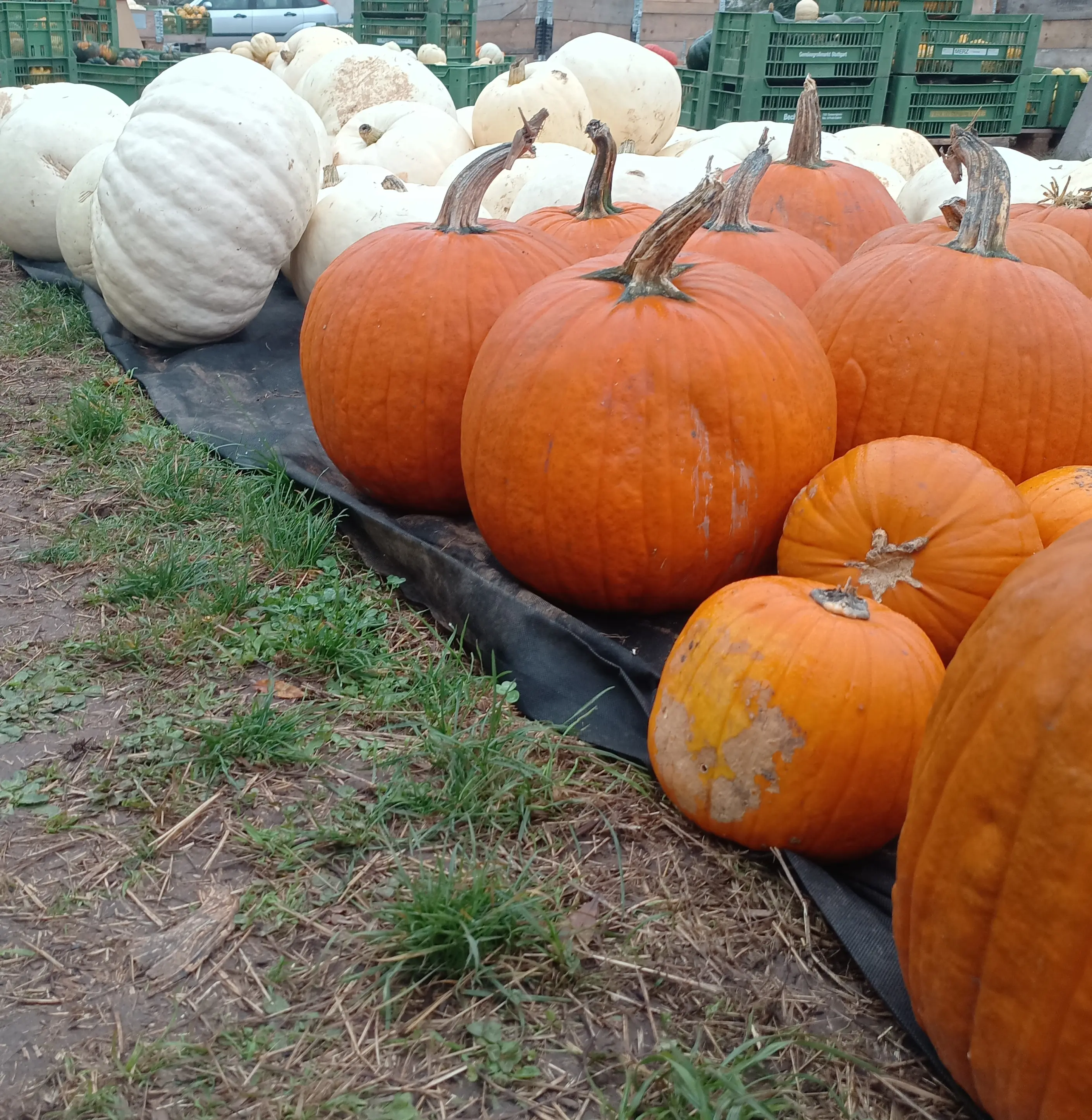 Kürbisparadies 2023 Halloween und weiße Kürbisse Kürbisparadies 2023 Halloween und weiße Kürbisse