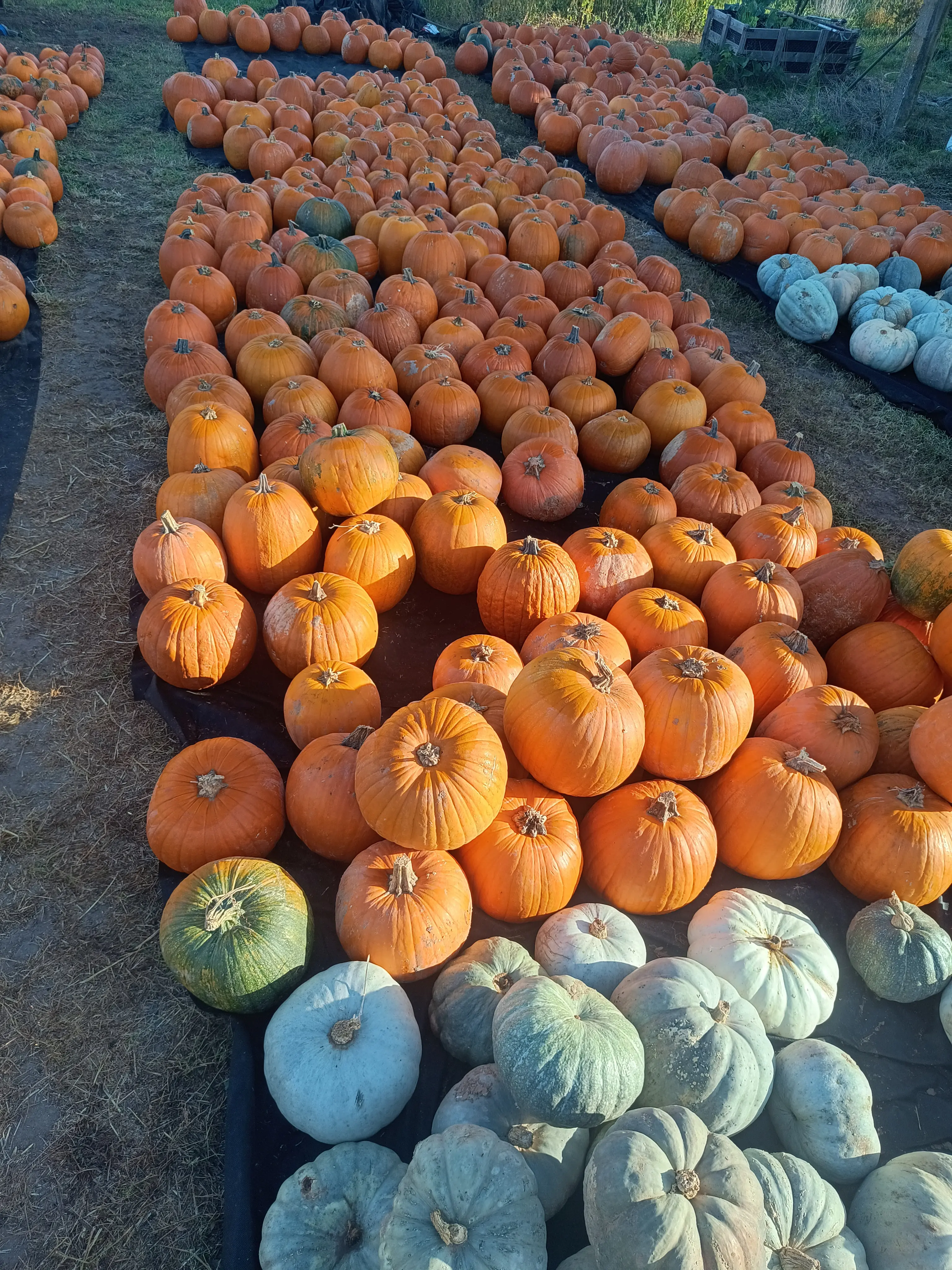 Halloween Kürbisse Kürbisparadies 2023 Halloween Kürbisse orange