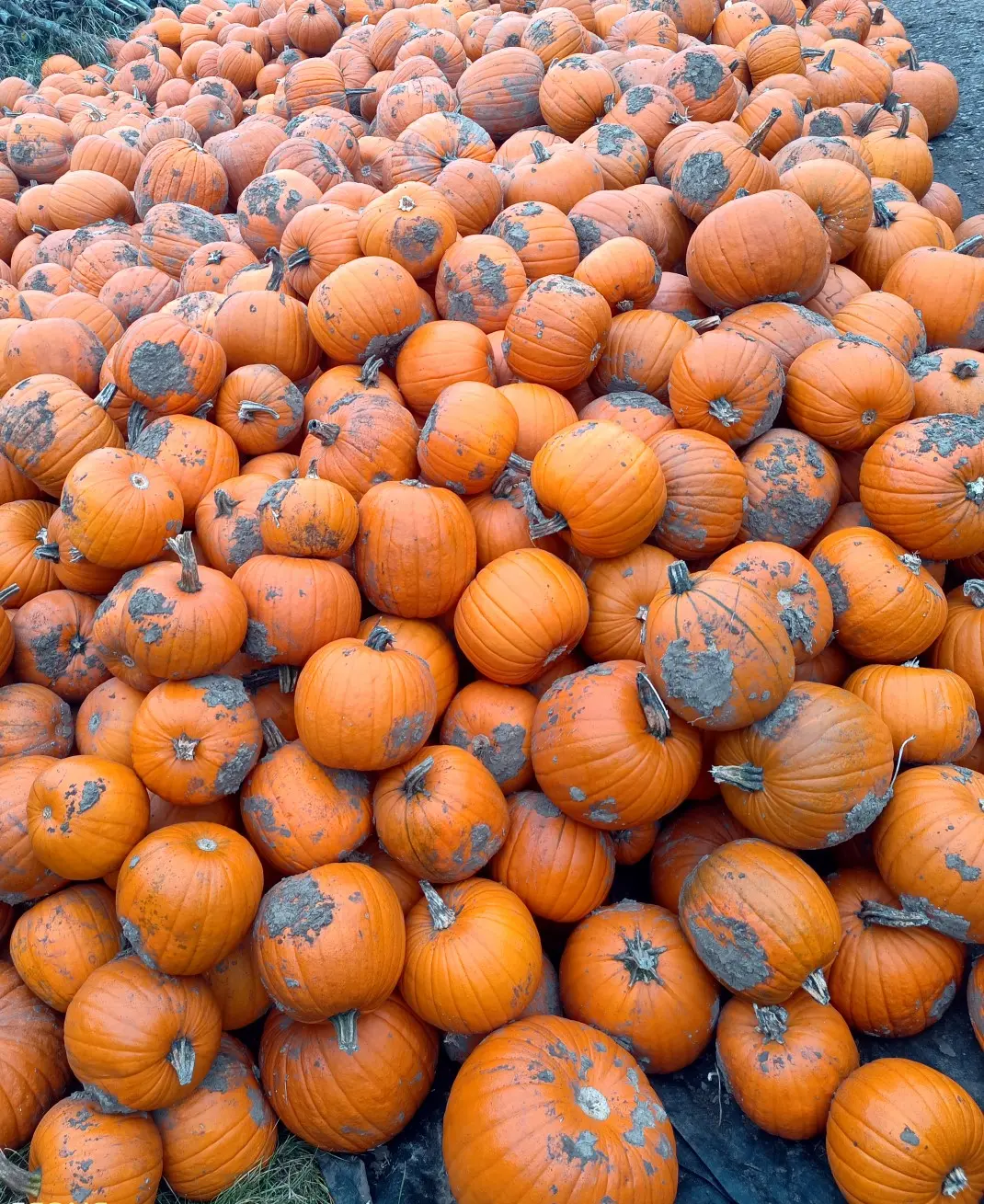 Halloweenkürbis haufen Halloweenkürbis haufen