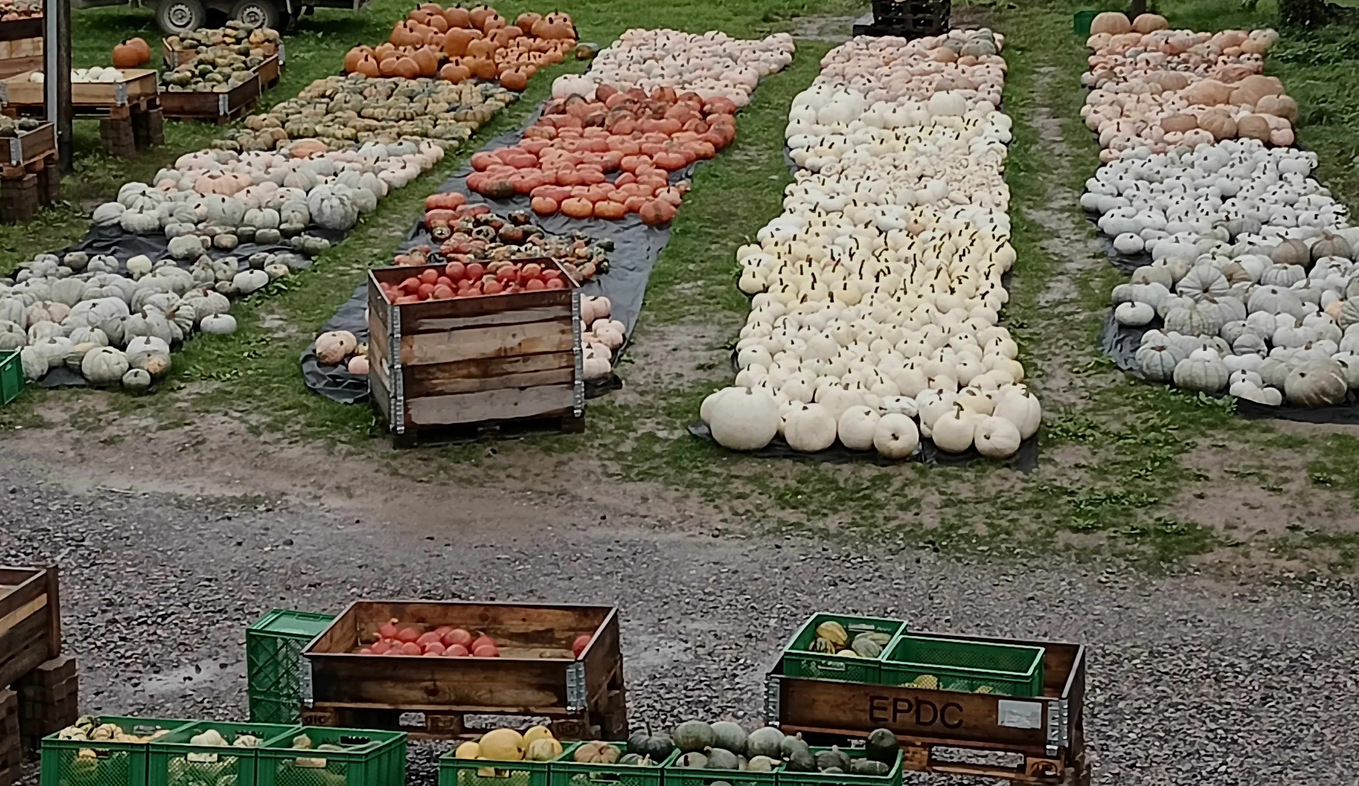 Kürbisparadies 25 Kürbisparadies 25