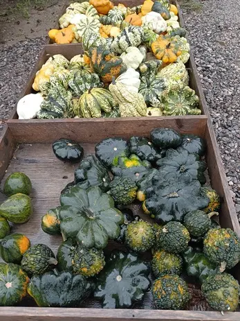 Ufo kürbis Ufo kürbis, Essen, Produzieren, Squash, Gemüse, Kiste