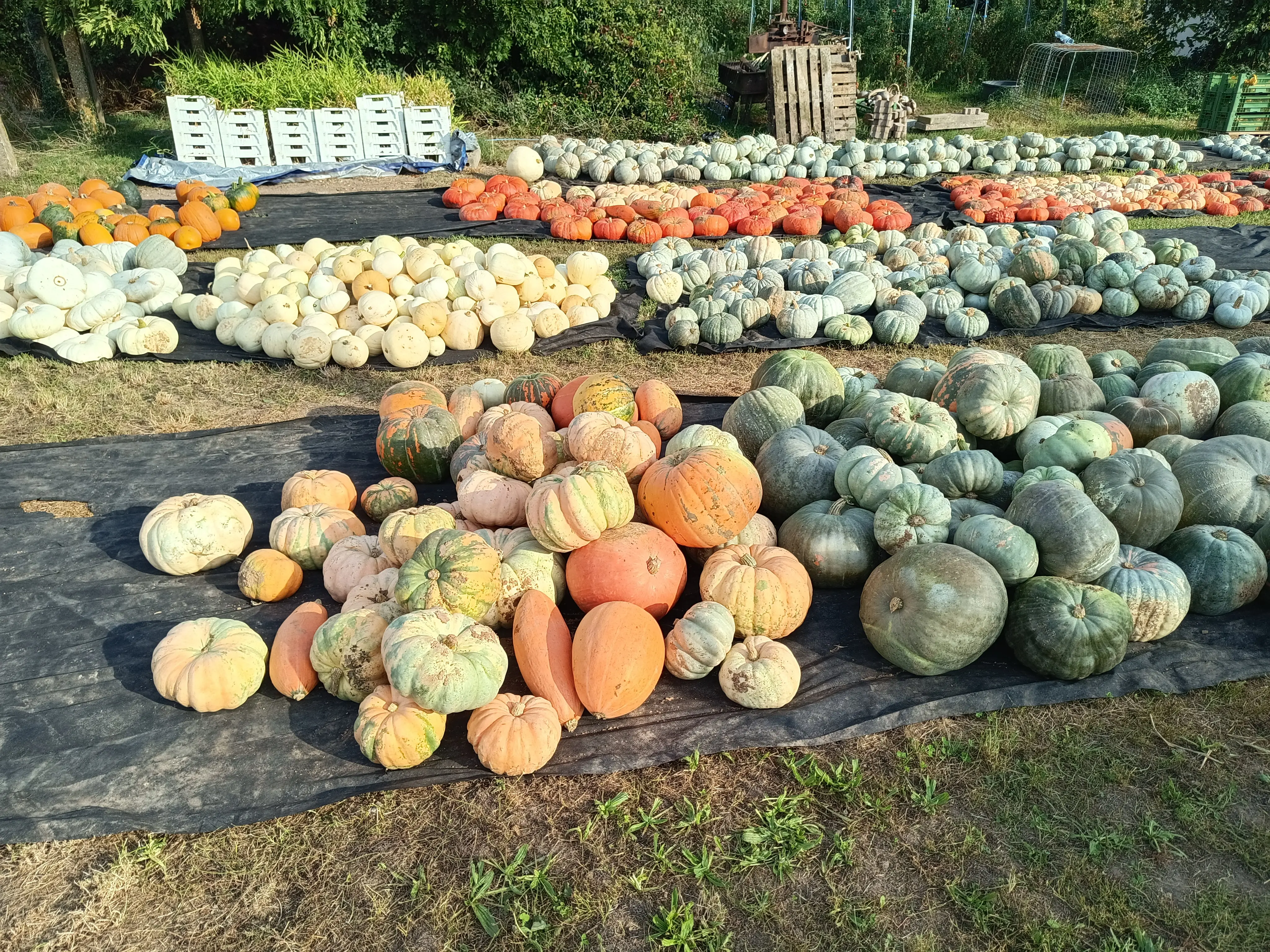 Kürbisübersicht Kürbisübersicht