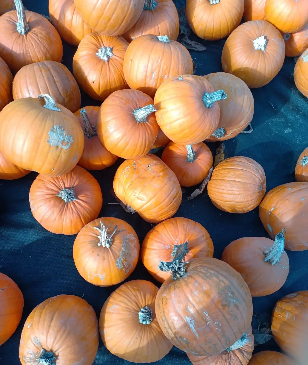 Halloween kürbis Große Halloween kürbis