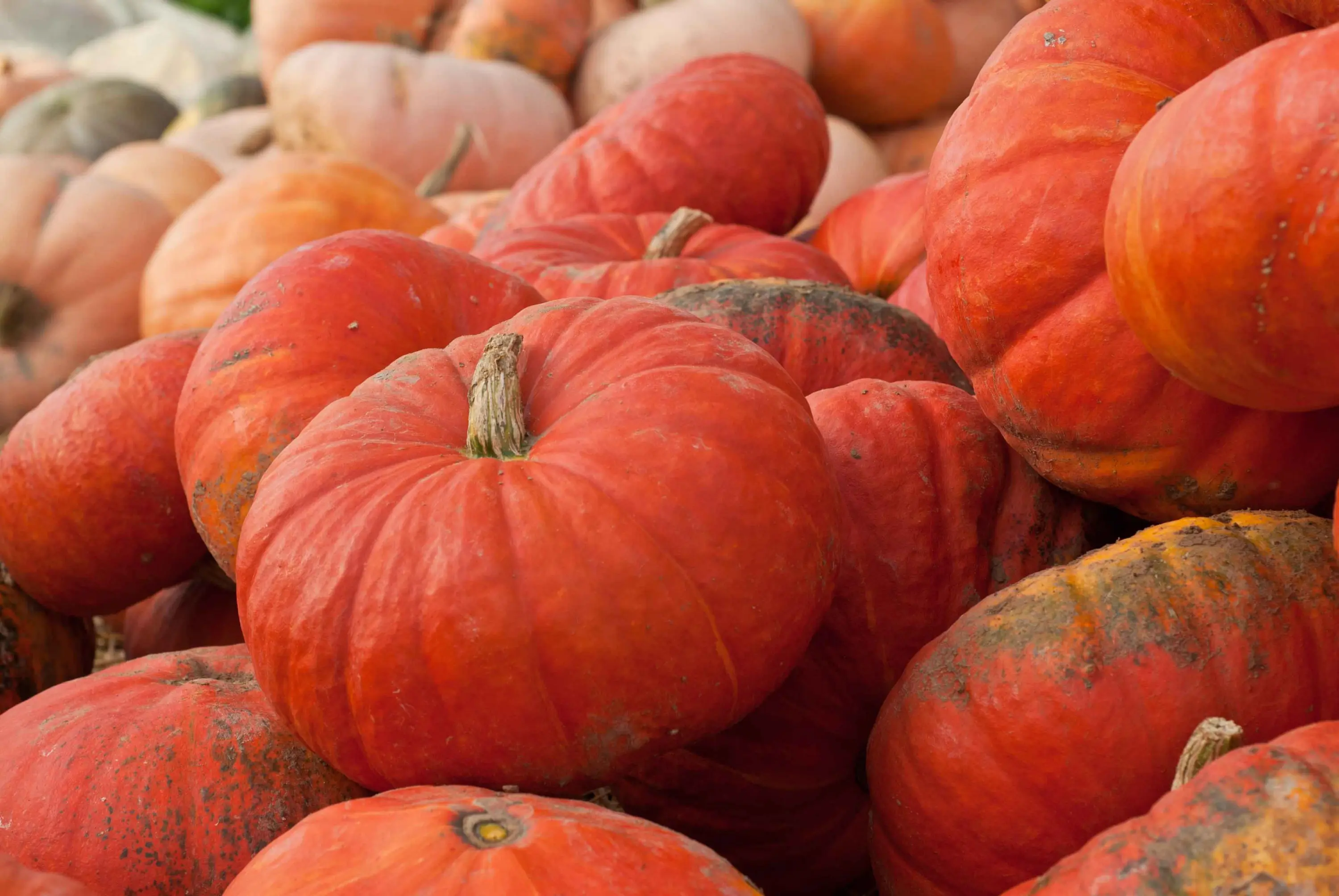 Roter Zentner Mischung Roter Zentner Mischung