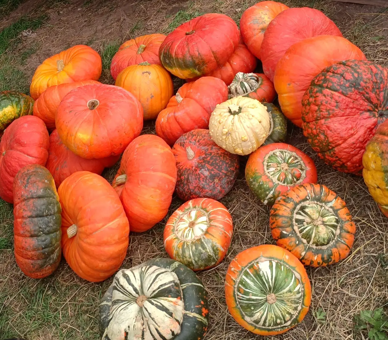 Rote Zentner Kürbisse Rote Zentner Kürbisse