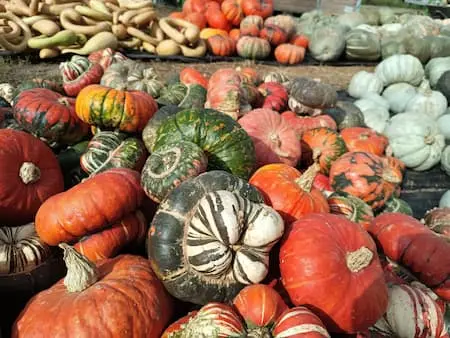 Essen, Pflanze, Produzieren, Squash, Gemüse